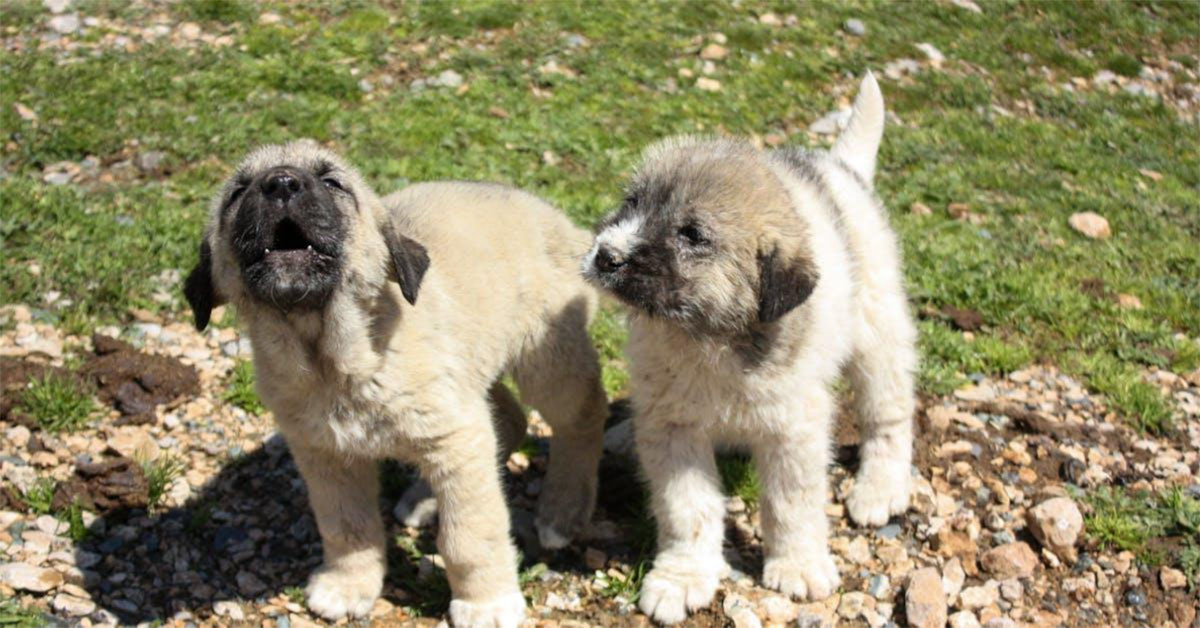 Forståelse af blandingshvalpe - Charmerende, unikke og sundere valg